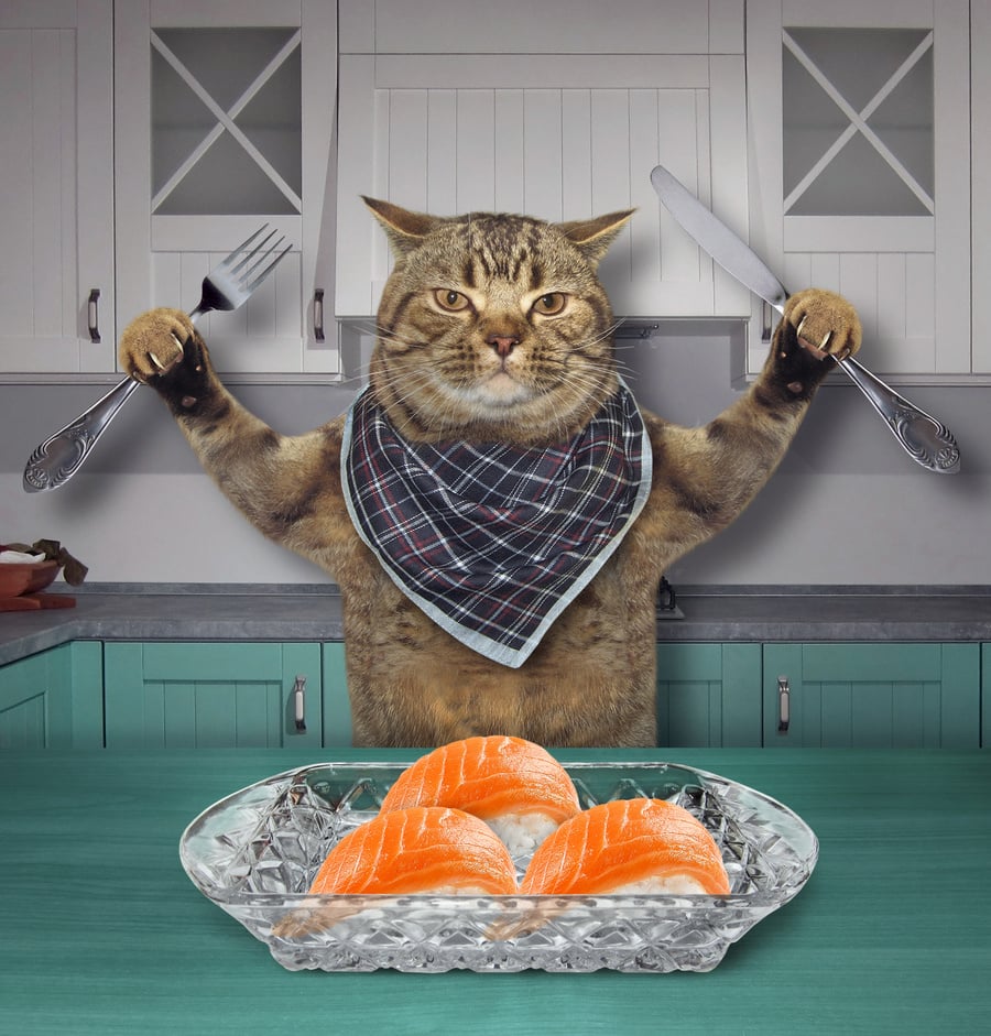 Cat eats sushi in the kitchen